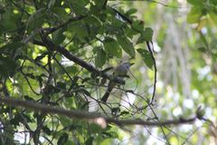 Ramphotrigon flammulatum