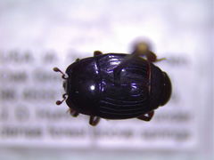 Margarinotus immunis