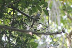 Ramphotrigon flammulatum