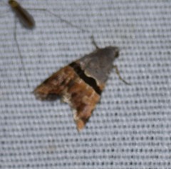 Cobubatha lixiva