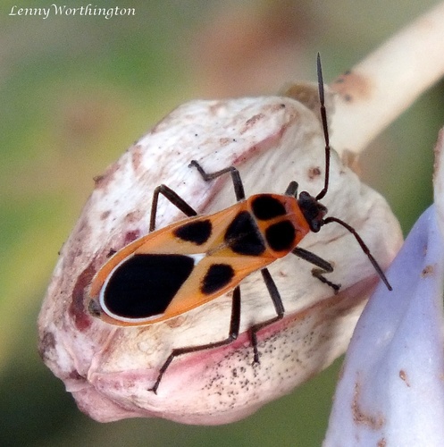 Tropidothorax cruciger