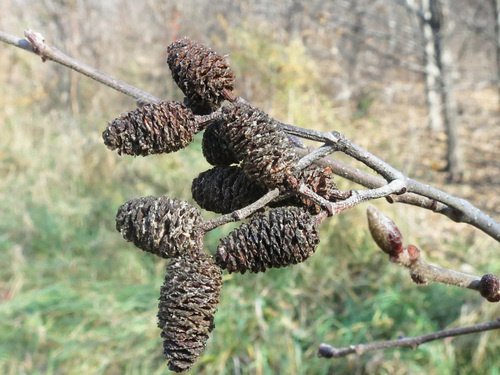Manchurian Alder