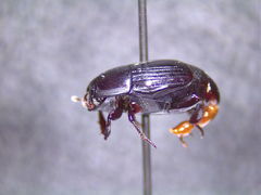 Margarinotus immunis