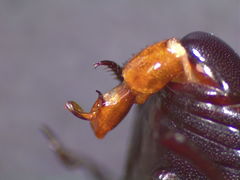 Margarinotus immunis