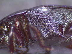 Margarinotus immunis