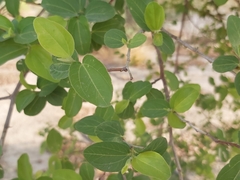 Ziziphus mauritiana