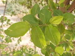 Ziziphus mauritiana
