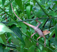 Calotes versicolor