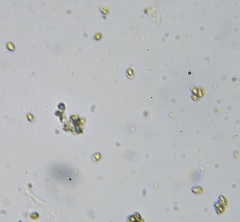 Melanoleuca humilis