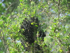 Parawixia bistriata