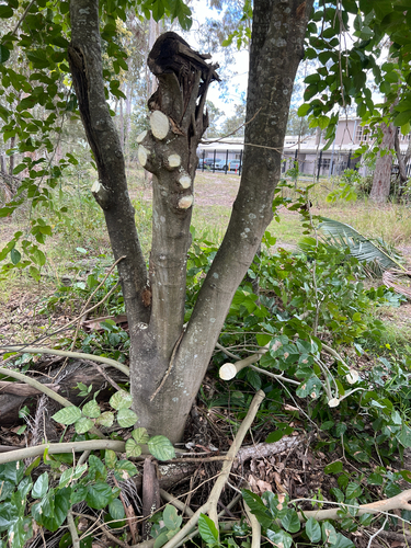Pongamia pinnata