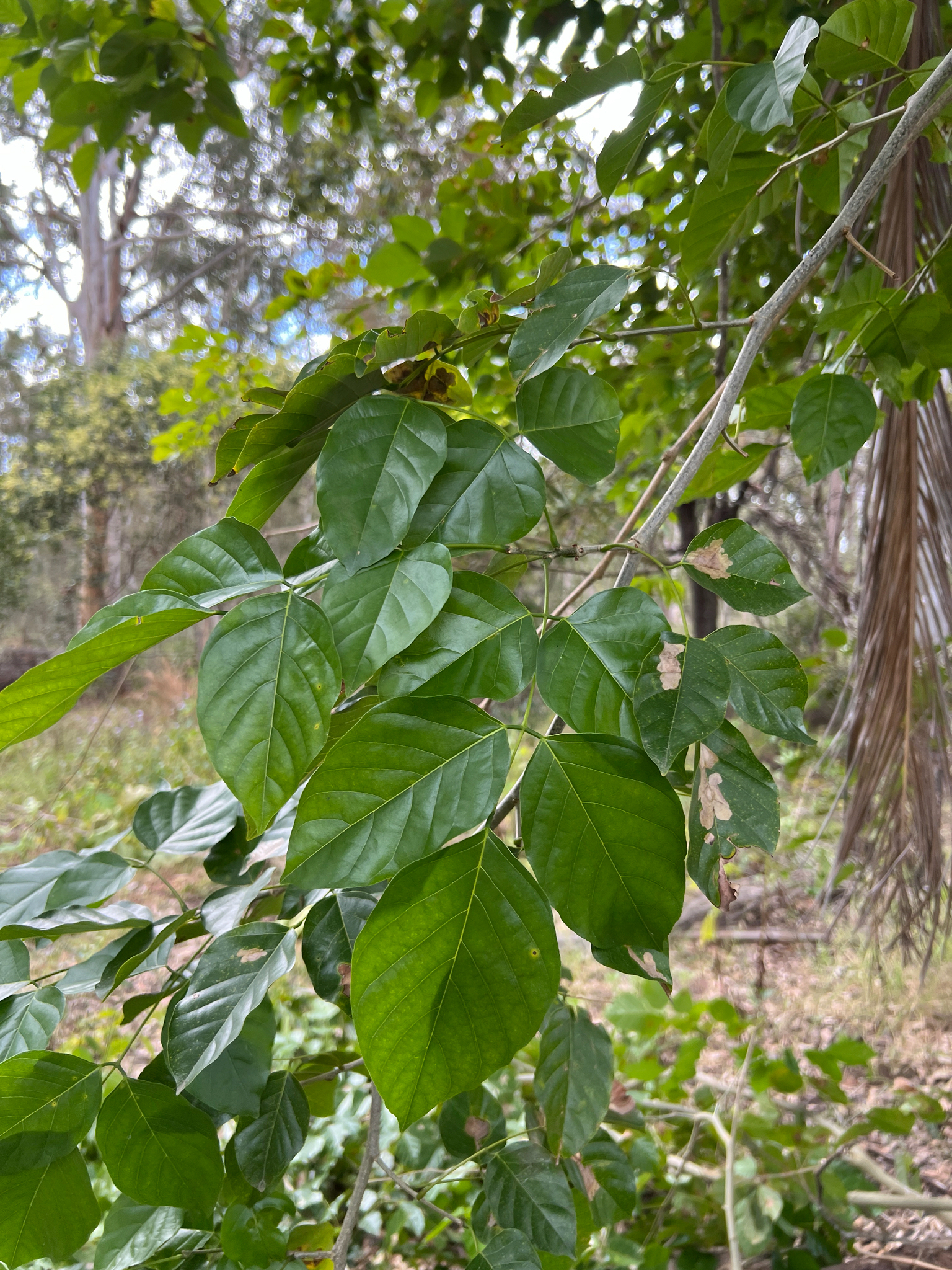Pongamia pinnata
