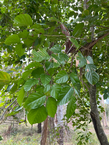 Pongamia pinnata
