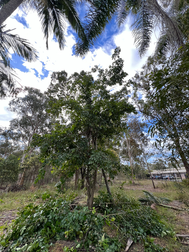Pongamia pinnata