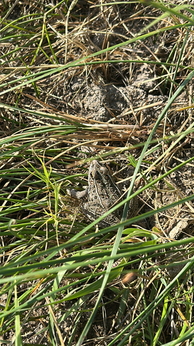 Plains Leopard Frog