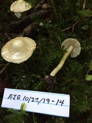 Inocybe umbratica