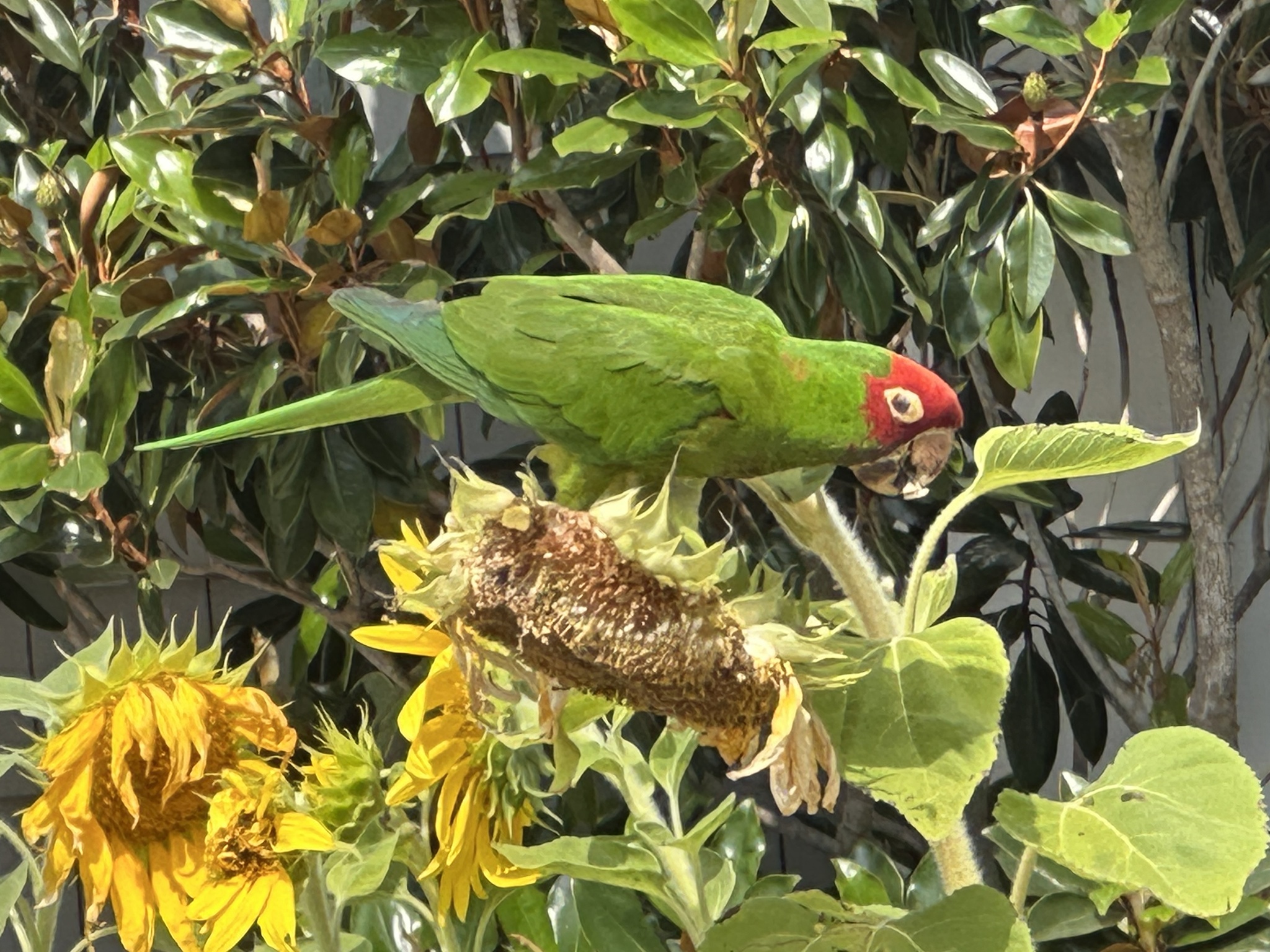 Red-masked Parakeet illustration