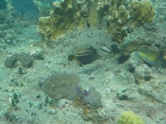 Cantherhines pullus
