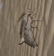 Olceclostera seraphica