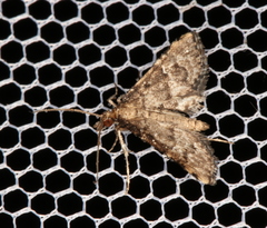 Metasia capnochroa