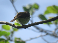 Euscarthmus meloryphus
