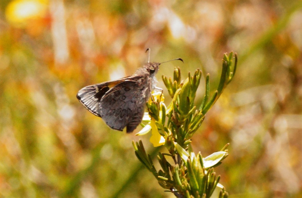 Antipodia Skipper