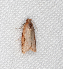 Meritastis piperata