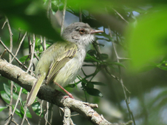 Hemitriccus margaritaceiventer