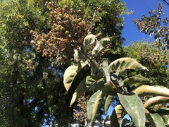 Erysiphe lagerstroemiae