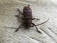Prosoplus bankii