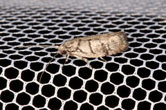 Lichenaula onychodes