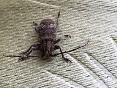 Prosoplus bankii