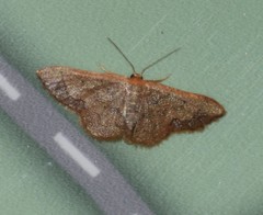 Idaea kendallaria