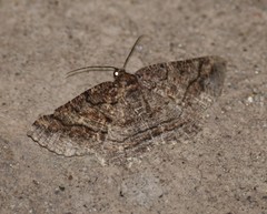 Pterospoda nigrescens