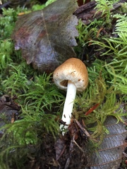 Inocybe mixtilis