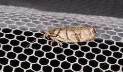 Lichenaula onychodes