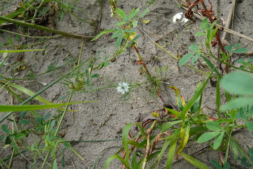 Nigella damascena