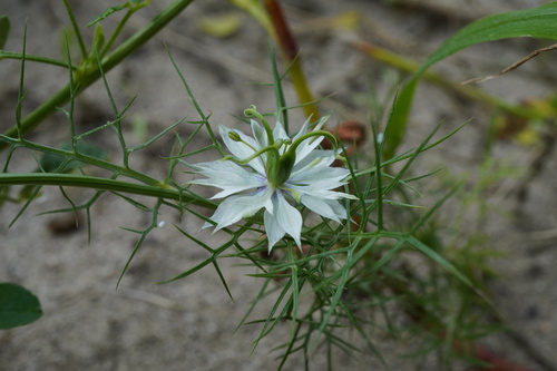 Nigella damascena