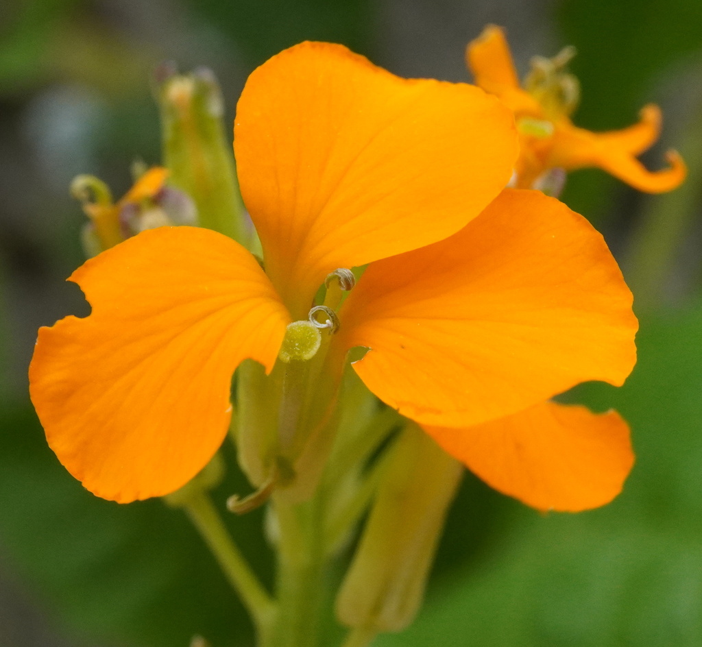 Erysimum × marshallii; photograph Patrick Hacker, CC BY, iNaturalist via GBIF