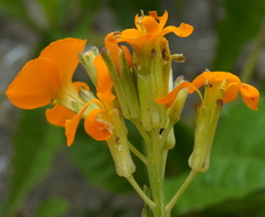 Patrick Hacker, CC BY, iNaturalist via GBIF Erysimum × marshallii, photograph Patrick Hacker, CC BY, iNaturalist via GBIF