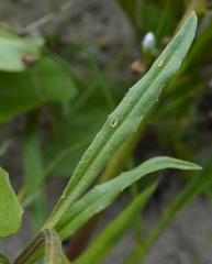 Patrick Hacker, CC BY, iNaturalist via GBIF Erysimum × marshallii, photograph Patrick Hacker, CC BY, iNaturalist via GBIF