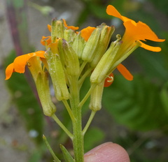 Patrick Hacker, CC BY, iNaturalist via GBIF Erysimum × marshallii, photograph Patrick Hacker, CC BY, iNaturalist via GBIF