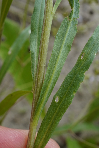 Erysimum × marshallii, photograph 5