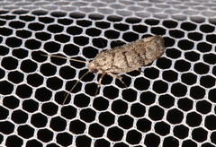 Lichenaula onychodes