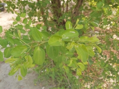 Ziziphus mauritiana