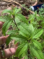 Condea verticillata