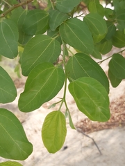 Ziziphus mauritiana