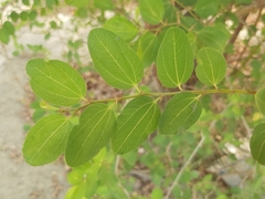 Ziziphus mauritiana
