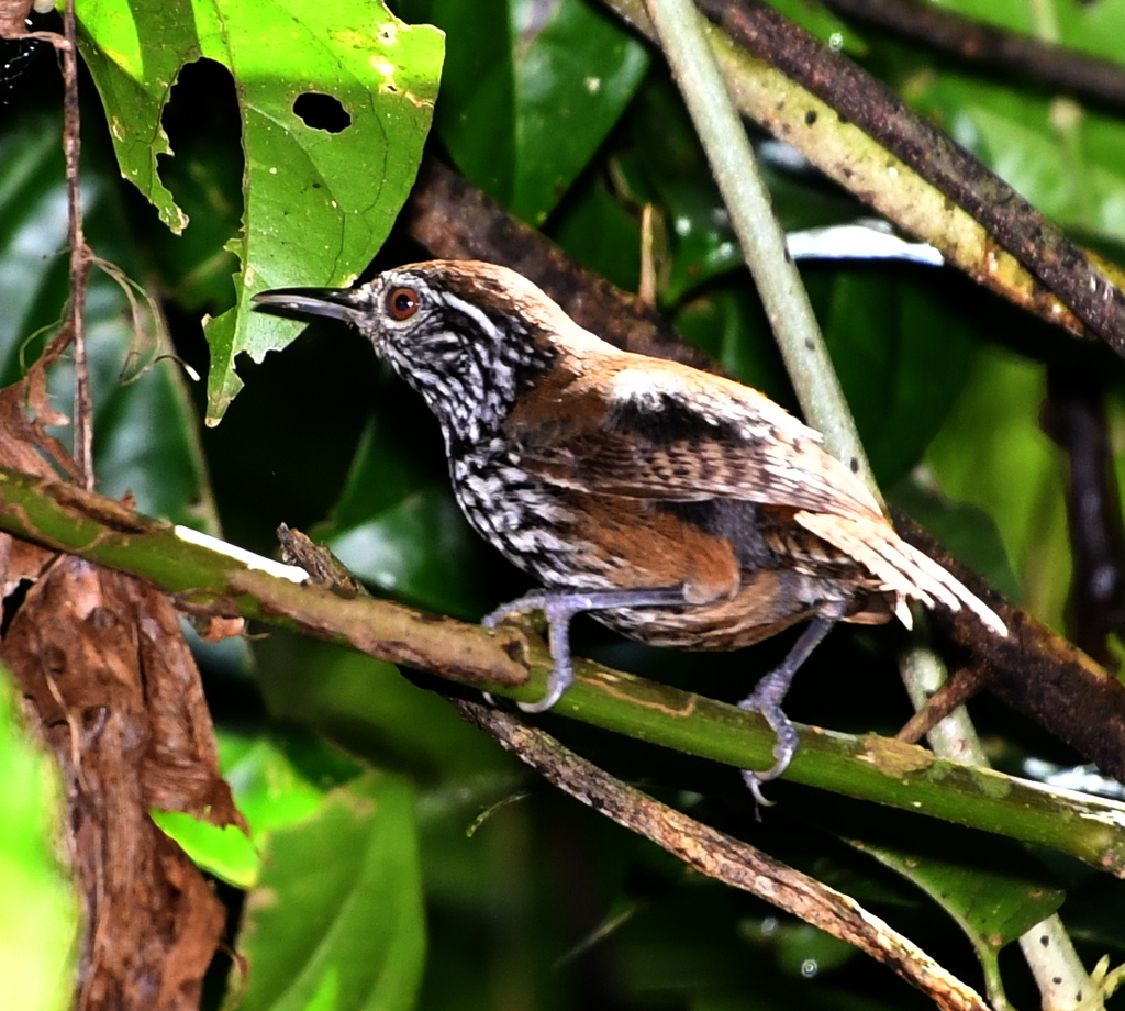 Stripe-Breasted Wren