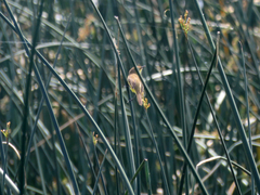 Pseudocolopteryx flaviventris